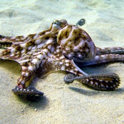 Octopus & Squid